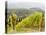 Italy, Tuscany. Steep Hills of Vineyards in the Chianti Region-Julie Eggers-Stretched Canvas