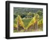 Italy, Tuscany. Steep Hills of Vineyards in the Chianti Region-Julie Eggers-Framed Photographic Print