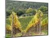 Italy, Tuscany. Steep Hills of Vineyards in the Chianti Region-Julie Eggers-Mounted Photographic Print