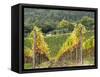 Italy, Tuscany. Steep Hills of Vineyards in the Chianti Region-Julie Eggers-Framed Stretched Canvas