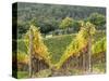 Italy, Tuscany. Steep Hills of Vineyards in the Chianti Region-Julie Eggers-Stretched Canvas