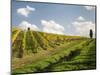 Italy, Tuscany. Steep Hills of Vineyards in the Chianti Region-Julie Eggers-Mounted Photographic Print