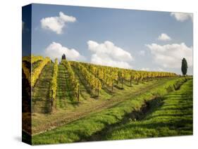 Italy, Tuscany. Steep Hills of Vineyards in the Chianti Region-Julie Eggers-Stretched Canvas