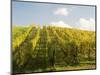 Italy, Tuscany. Steep Hills of Vineyards in the Chianti Region-Julie Eggers-Mounted Photographic Print