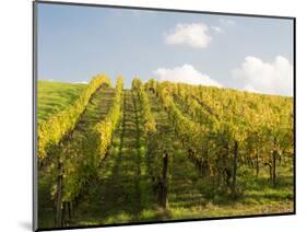 Italy, Tuscany. Steep Hills of Vineyards in the Chianti Region-Julie Eggers-Mounted Photographic Print