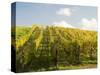 Italy, Tuscany. Steep Hills of Vineyards in the Chianti Region-Julie Eggers-Stretched Canvas