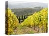 Italy, Tuscany. Steep Hills of Vineyards in the Chianti Region-Julie Eggers-Stretched Canvas