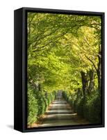 Italy, Tuscany. Tree Lined Road in the Chianti Region of Tuscany-Julie Eggers-Framed Stretched Canvas