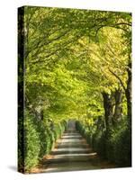 Italy, Tuscany. Tree Lined Road in the Chianti Region of Tuscany-Julie Eggers-Stretched Canvas