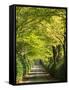 Italy, Tuscany. Tree Lined Road in the Chianti Region of Tuscany-Julie Eggers-Framed Stretched Canvas