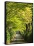 Italy, Tuscany. Tree Lined Road in the Chianti Region of Tuscany-Julie Eggers-Framed Stretched Canvas