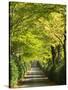 Italy, Tuscany. Tree Lined Road in the Chianti Region of Tuscany-Julie Eggers-Stretched Canvas
