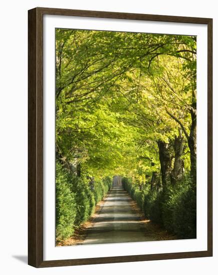 Italy, Tuscany. Tree Lined Road in the Chianti Region of Tuscany-Julie Eggers-Framed Premium Photographic Print