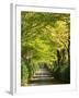 Italy, Tuscany. Tree Lined Road in the Chianti Region of Tuscany-Julie Eggers-Framed Premium Photographic Print