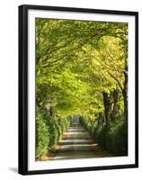 Italy, Tuscany. Tree Lined Road in the Chianti Region of Tuscany-Julie Eggers-Framed Premium Photographic Print