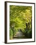 Italy, Tuscany. Tree Lined Road in the Chianti Region of Tuscany-Julie Eggers-Framed Premium Photographic Print