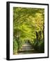 Italy, Tuscany. Tree Lined Road in the Chianti Region of Tuscany-Julie Eggers-Framed Premium Photographic Print