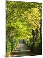 Italy, Tuscany. Tree Lined Road in the Chianti Region of Tuscany-Julie Eggers-Mounted Premium Photographic Print