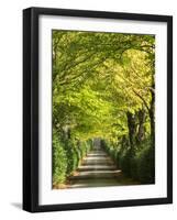 Italy, Tuscany. Tree Lined Road in the Chianti Region of Tuscany-Julie Eggers-Framed Photographic Print