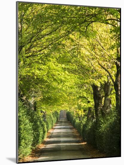Italy, Tuscany. Tree Lined Road in the Chianti Region of Tuscany-Julie Eggers-Mounted Photographic Print