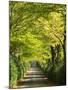 Italy, Tuscany. Tree Lined Road in the Chianti Region of Tuscany-Julie Eggers-Mounted Photographic Print