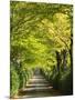 Italy, Tuscany. Tree Lined Road in the Chianti Region of Tuscany-Julie Eggers-Mounted Photographic Print