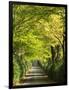 Italy, Tuscany. Tree Lined Road in the Chianti Region of Tuscany-Julie Eggers-Framed Photographic Print