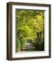 Italy, Tuscany. Tree Lined Road in the Chianti Region of Tuscany-Julie Eggers-Framed Photographic Print