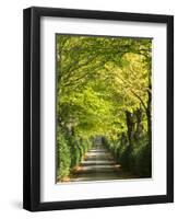 Italy, Tuscany. Tree Lined Road in the Chianti Region of Tuscany-Julie Eggers-Framed Photographic Print