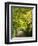 Italy, Tuscany. Tree Lined Road in the Chianti Region of Tuscany-Julie Eggers-Framed Photographic Print