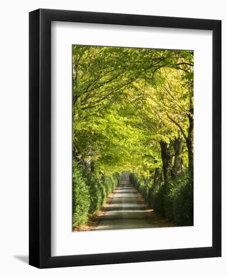 Italy, Tuscany. Tree Lined Road in the Chianti Region of Tuscany-Julie Eggers-Framed Photographic Print