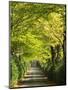 Italy, Tuscany. Tree Lined Road in the Chianti Region of Tuscany-Julie Eggers-Mounted Photographic Print