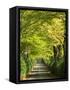 Italy, Tuscany. Tree Lined Road in the Chianti Region of Tuscany-Julie Eggers-Framed Stretched Canvas