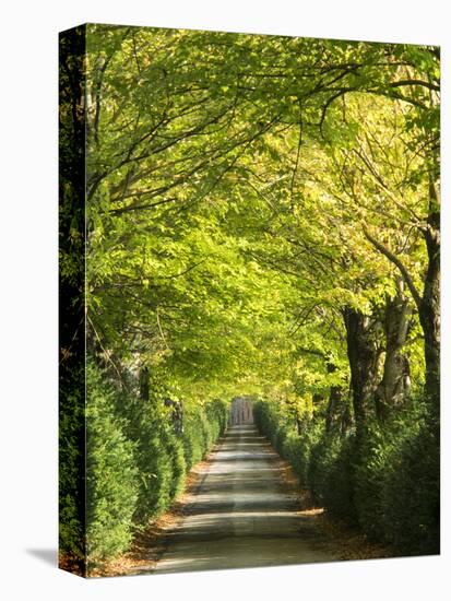 Italy, Tuscany. Tree Lined Road in the Chianti Region of Tuscany-Julie Eggers-Stretched Canvas