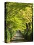 Italy, Tuscany. Tree Lined Road in the Chianti Region of Tuscany-Julie Eggers-Stretched Canvas