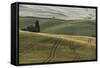 Italy, Tuscany, Val D'Orcia, Pienza. Tuscan Field with Sheep-Walter Bibikow-Framed Stretched Canvas