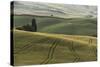 Italy, Tuscany, Val D'Orcia, Pienza. Tuscan Field with Sheep-Walter Bibikow-Stretched Canvas