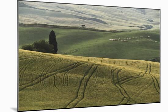 Italy, Tuscany, Val D'Orcia, Pienza. Tuscan Field with Sheep-Walter Bibikow-Mounted Photographic Print