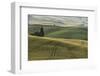 Italy, Tuscany, Val D'Orcia, Pienza. Tuscan Field with Sheep-Walter Bibikow-Framed Photographic Print