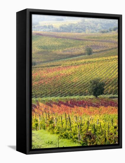 Italy, Tuscany, Val Dorcia. Colorful Vineyards and Olive Trees in Fall-Julie Eggers-Framed Stretched Canvas