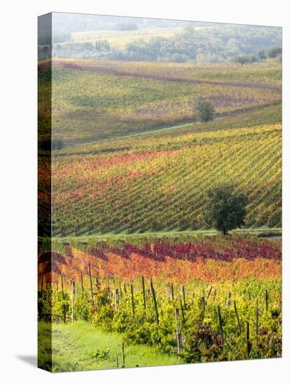 Italy, Tuscany, Val Dorcia. Colorful Vineyards and Olive Trees in Fall-Julie Eggers-Stretched Canvas