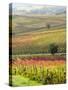 Italy, Tuscany, Val Dorcia. Colorful Vineyards and Olive Trees in Fall-Julie Eggers-Stretched Canvas