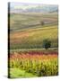 Italy, Tuscany, Val Dorcia. Colorful Vineyards and Olive Trees in Fall-Julie Eggers-Stretched Canvas