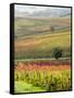 Italy, Tuscany, Val Dorcia. Colorful Vineyards and Olive Trees in Fall-Julie Eggers-Framed Stretched Canvas