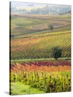 Italy, Tuscany, Val Dorcia. Colorful Vineyards and Olive Trees in Fall-Julie Eggers-Stretched Canvas