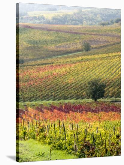 Italy, Tuscany, Val Dorcia. Colorful Vineyards and Olive Trees in Fall-Julie Eggers-Stretched Canvas