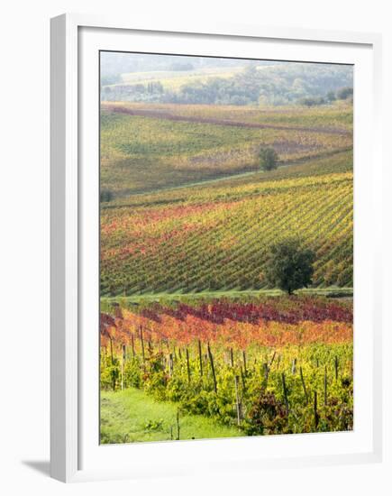 Italy, Tuscany, Val Dorcia. Colorful Vineyards and Olive Trees in Fall-Julie Eggers-Framed Premium Photographic Print