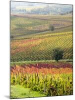 Italy, Tuscany, Val Dorcia. Colorful Vineyards and Olive Trees in Fall-Julie Eggers-Mounted Premium Photographic Print