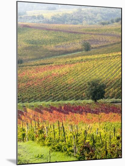 Italy, Tuscany, Val Dorcia. Colorful Vineyards and Olive Trees in Fall-Julie Eggers-Mounted Premium Photographic Print