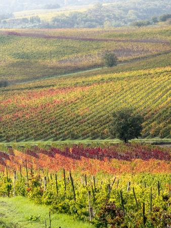 https://imgc.allpostersimages.com/img/posters/italy-tuscany-val-dorcia-colorful-vineyards-and-olive-trees-in-fall_u-L-PU3U370.jpg?artPerspective=n
